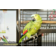 Papagaio Verdadeiro