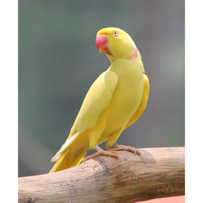 Lutino Ringneck Parrot Stock Photo - Alamy