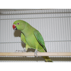 Ring neck Verde Comum