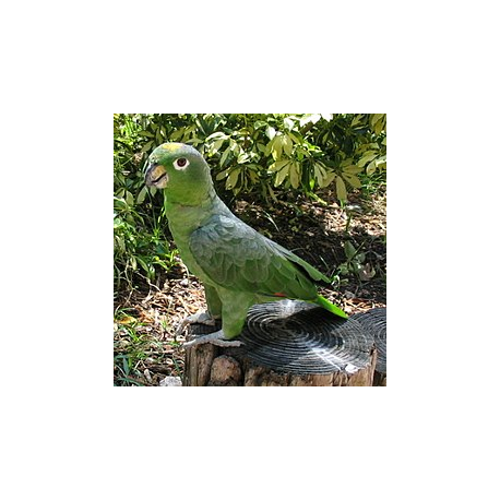 Papagaio-moleiro