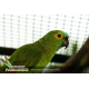 Papagaio Verdadeiro