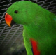 Papagaio ecletus - MACHO