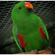 Papagaio ecletus - MACHO