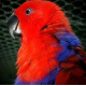 Papagaio ecletus - FEMEA